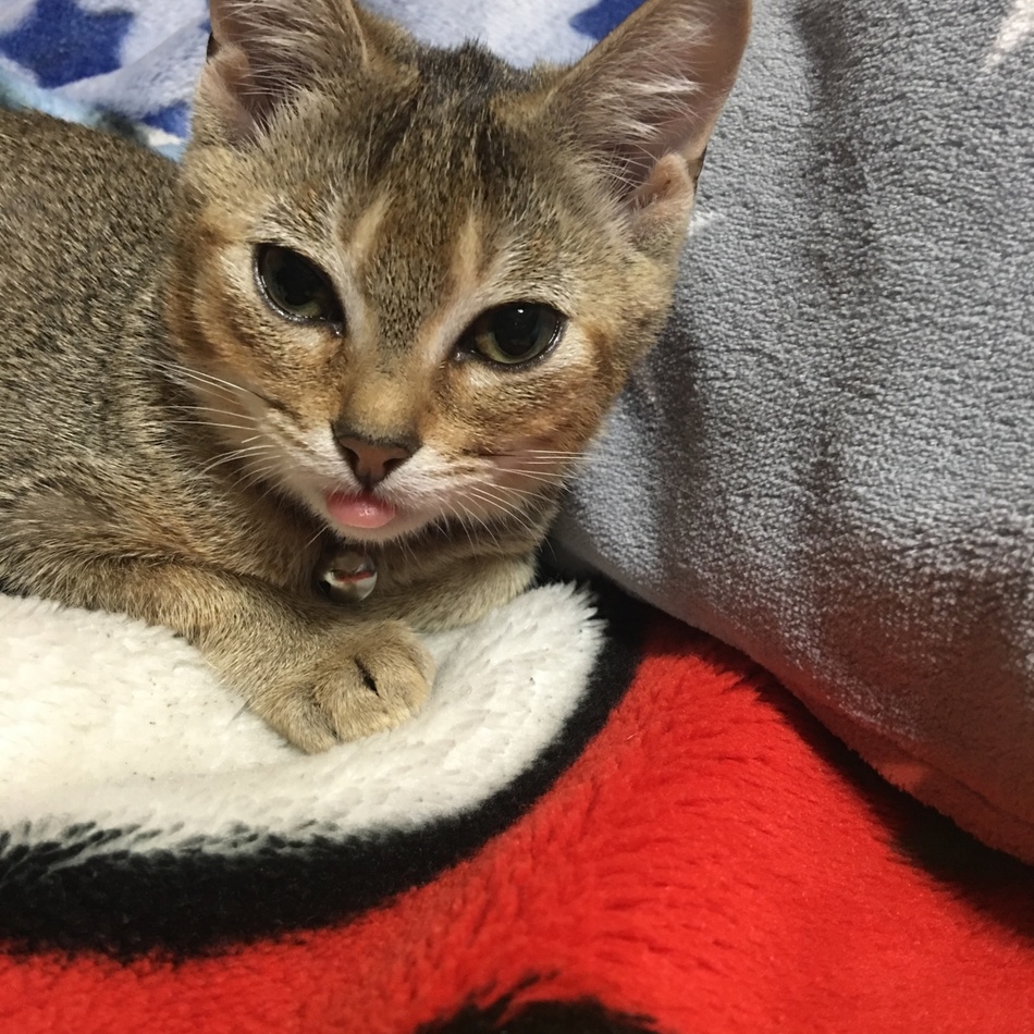 モカのカバー写真