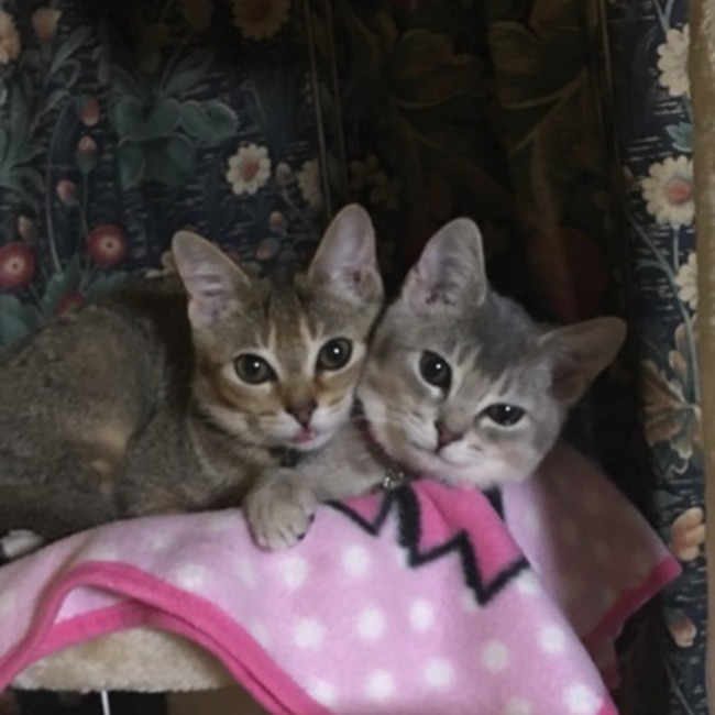 エミアンのカバー写真