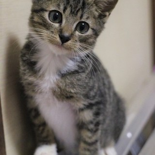 キジトラ＋白MIX　靴下くん　♂