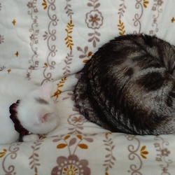 猫団子チャレンジ