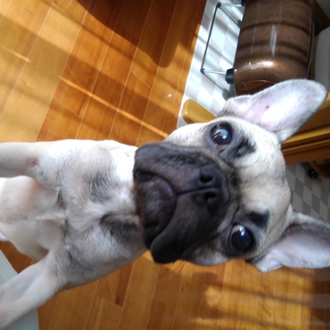 チョコヤッピーのカバー写真