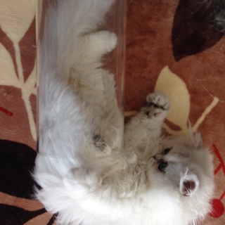 チンチラシルバーの男の子。大切にしてくださる方に。