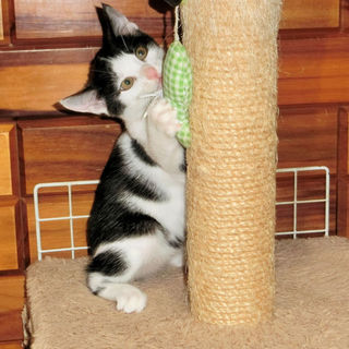 白黒のお茶目なリコちゃんです。