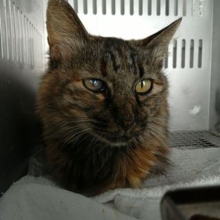 ふわふわ毛のサビ猫ちゃん☆収容期限11/6迄