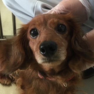 里親様決定！センターより引き出されました！