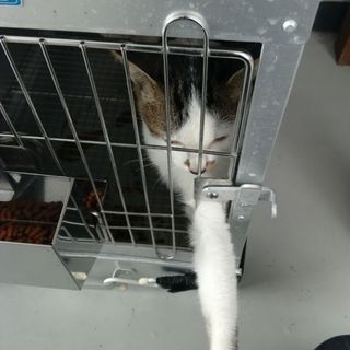 構って構ってちゃんです！収容期限11/6迄