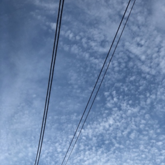 迷い猫、とらじのカバー写真