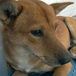 イケメンの男の子です！収容期限11/6迄