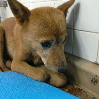 生後半年位の男の子！収容期限11/6迄