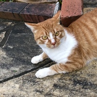 茶とら(名前未定)