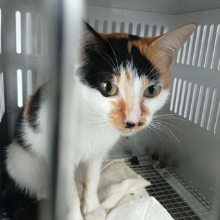 綺麗な三毛ちゃんです。収容期限11/6迄