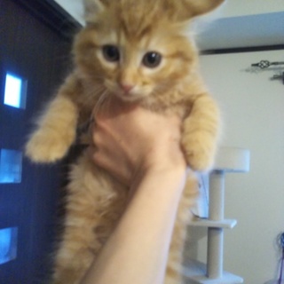 長毛の茶トラくん