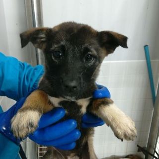 幼い子犬です！収容期限11/6迄