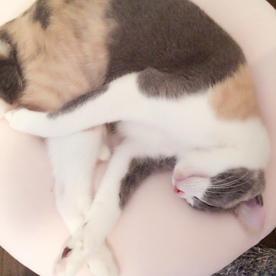 ねねのカバー写真