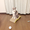 今日のねねちゃん♡新しい爪研ぎの上に座ってます(o^^o)