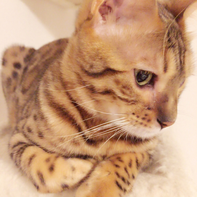 CHIE 6のカバー写真