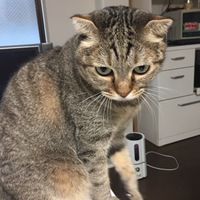 雷蔵