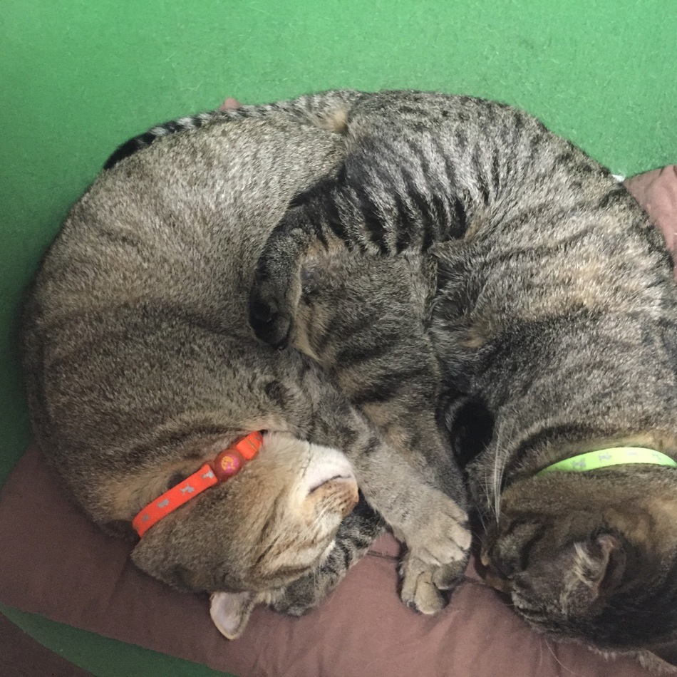 勘十郎のカバー写真