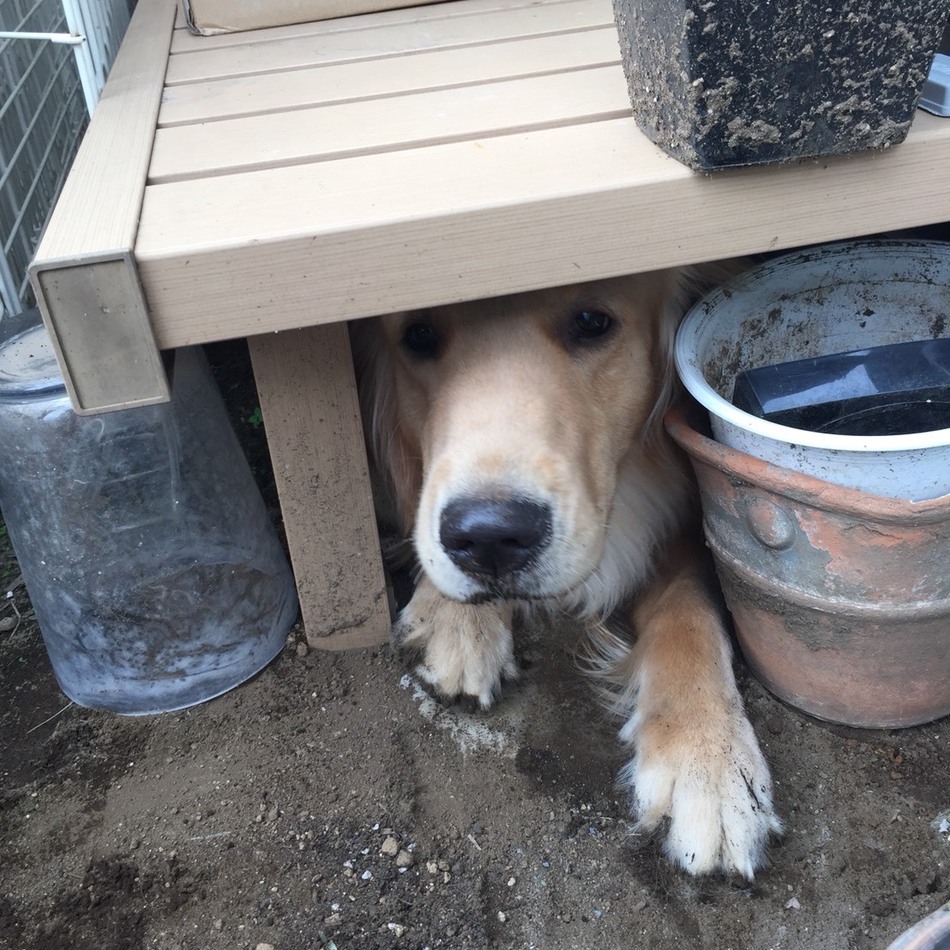 ベルのカバー写真
