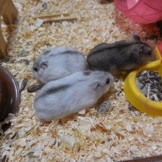 9月22日生まれジャンガリアンハムスターの里親募集