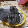 9月22日生まれジャンガリアンハムスターの里親募集 サムネイル2