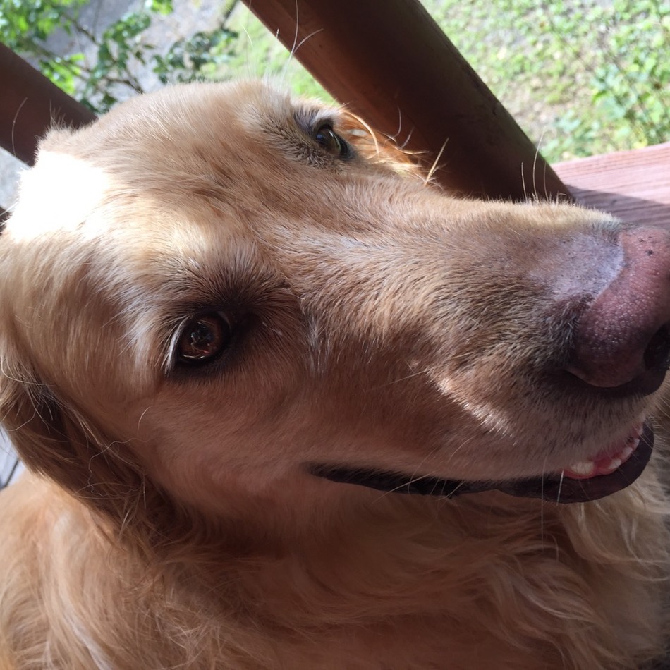 ごてんのカバー写真