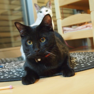 6か月のちょっと天然な黒猫ちゃん♪