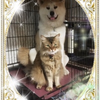 ベガ