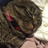 の写真
