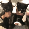  白黒猫ちゃんの里親さんを探しています！