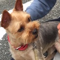 里親さん探しています！