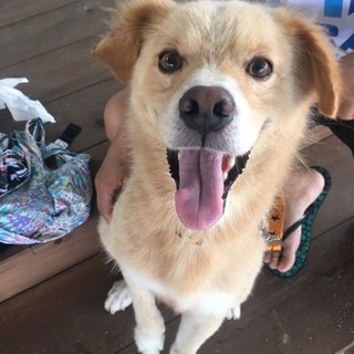 宮古島で保護しました！靴下履いた茶色のふわふわさん