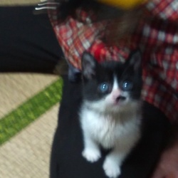 シックスセンス