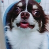 チワワの里親さん募集 サムネイル2
