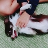 チワワの里親さん募集 サムネイル3