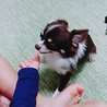 チワワの里親さん募集 サムネイル4