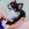 チワワの里親さん募集 サムネイル5