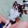 チワワの里親さん募集 サムネイル6