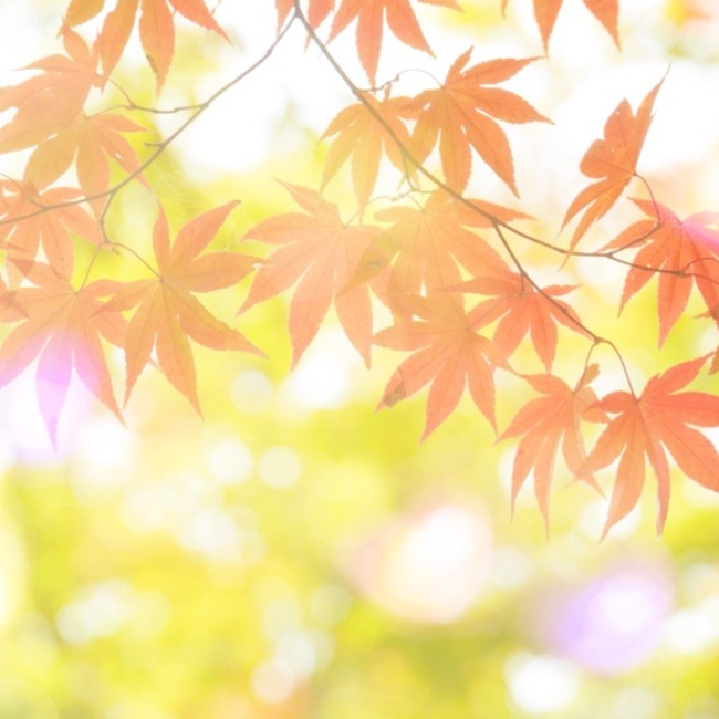 Ｌｏｃｏのカバー写真