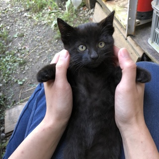 野良の黒猫ちゃん兄妹の里親さん急募！