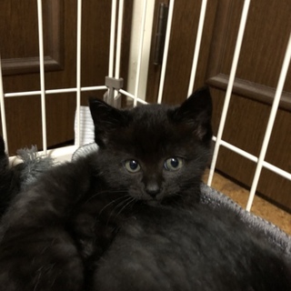 野良の黒猫ちゃん兄妹の里親さん急募！