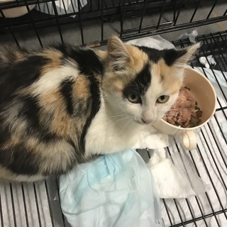 萩市保健所 11/6まで 可愛いミケちゃん 子猫
