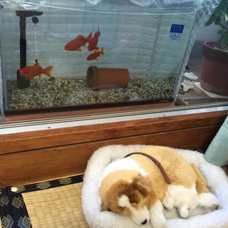 金魚、飼育セットを貰って下さい