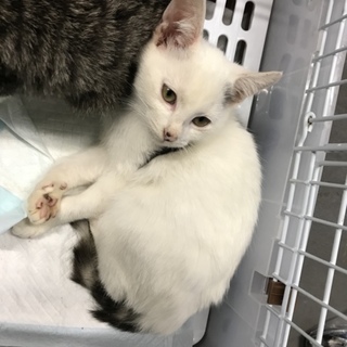 萩市保健所 11/6まで 可愛い白黒君 子猫