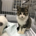 萩市保健所 11/6まで 可愛い白キジ君 子猫
