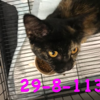 萩市保健所11/6迄 人馴れ抜群甘えん坊サビちゃん