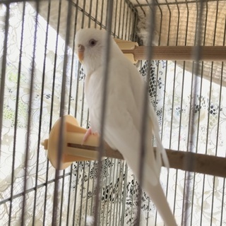真っ白なセキセイインコ♀