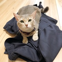 ちくわ