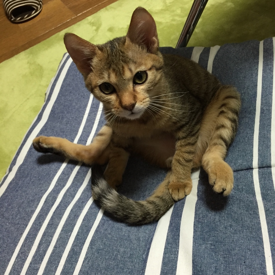 ベルのカバー写真