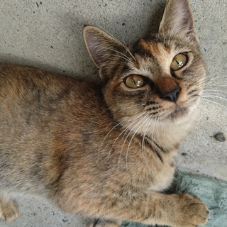 エイズキャリアだけど元気なキジ茶トラ女の子